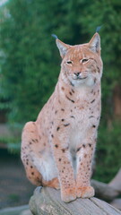 A beautiful lynx rests on a tree branch. Ideal for wildlife conservation posters
