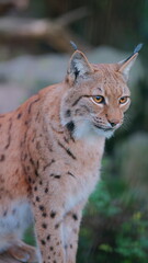 A lynx looks intently at the camera. Ideal for wildlife conservation posters