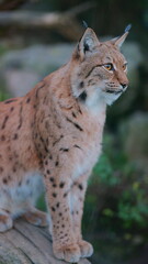 A lynx perches high in a tree. Ideal for wildlife conservation campaigns