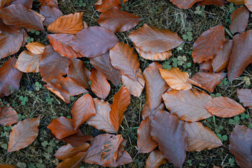 Fallen brown autumn leaves on forest ground, natural seasonal background with earthy tones, symbol of change, time and nature’s quiet cycle, macro top view