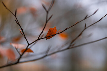 Single brown autumn leaf on bare branch with soft bokeh background, symbol of solitude, change and fading season, minimalist natural macro photography