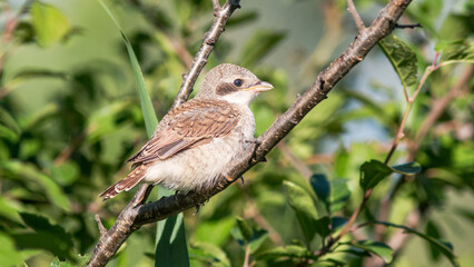 red backed shrike