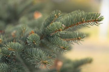 Close-up of evergreen spruce branch with soft natural light, symbol of freshness, resilience and winter nature beauty, peaceful conifer background