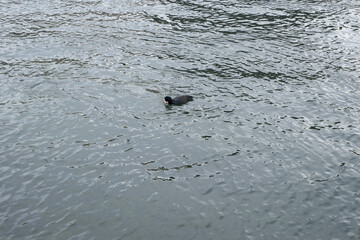 A bird is swimming in the water