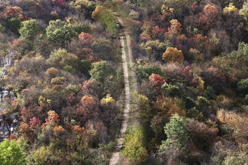 A road winding through an autumn-colored forest