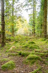 Moss covered woodland featuring mushrooms and fungi