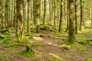 Fototapeta premium Moss covered woodland featuring mushrooms and fungi