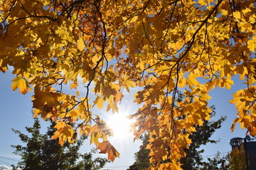 Bright Sun Starburst Shining Through Golden Autumn Maple Leaves