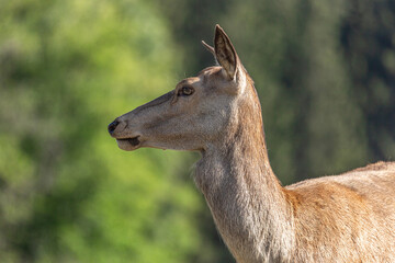 Close up of a red deer hind (Cervus elaphus) in sunlight with blurred green forest background in natural wildlife habitat