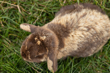 A fluffy rabbit sits on green grass. Animals at the zoo.
