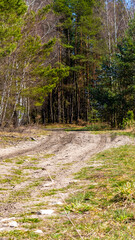 road through a pine forest on a sunny day