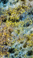 yellow mold spores macro shot with detail visible