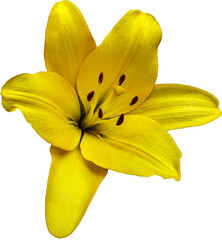 Large yellow lily flower