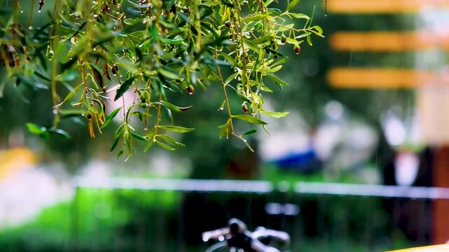tree slam by big storm in la spezia , italy