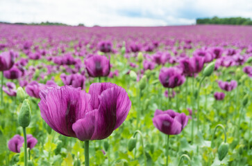 Fototapeta premium Closeup of opium poppy bloom with fragile petals in purple flowering field. Papaver somniferum. Beautiful delicate flower head and green bud on blurred spring landscape background with white blue sky.