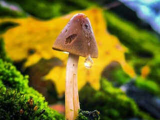 mushroom in the forest