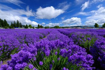 Fototapeta premium Vibrant lavender fields under a bright blue sky on a sunny day in summer