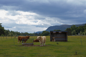 Highland cows grazing on a green field with mountains and dramatic clouds in the background, Scotland rural landscape.