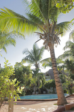 Tropical palm trees by a swimming pool under bright sunlight, peaceful retreat in Mexico