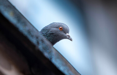 Close-up of gray pigeon with striking orange eye peeking from behind a ledge