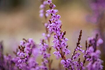 Obraz premium Vibrant purple flowers blooming in a natural setting with soft blurred background