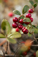 Close-up of vibrant red berries on a green shrub with blurred natural background
