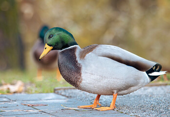 Male mallard duck standing on pavement with blurred background in natural setting