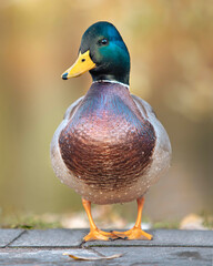 Colorful male duck standing proudly near water with vibrant natural background
