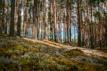Fototapeta premium Lush green forest landscape with tall trees and vibrant moss covering the ground