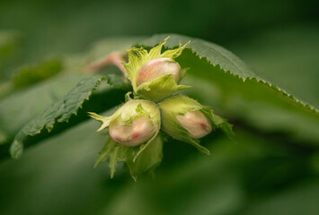 Close-up of hazelnut buds surrounded by lush green leaves in a natural setting