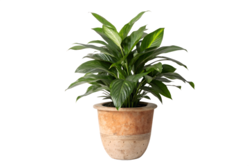 A healthy green peace lily plant with variegated leaves in a terracotta pot, studio shot against a white background
