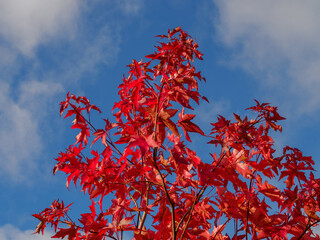 Goldener Oktober im Münsterland