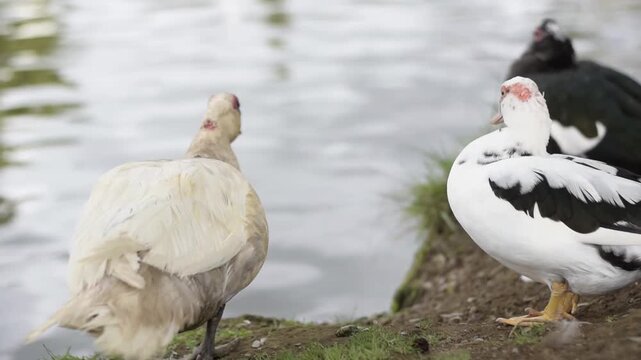 Pale beige duck standing by the lake, wiggling its tail and head alongside two other ducks