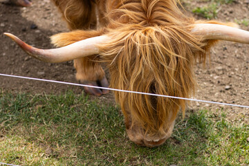 A Scottish cow eating grass. A close-up of a Highland cow. Animals in a zoo. Animals in captivity. Family trip.