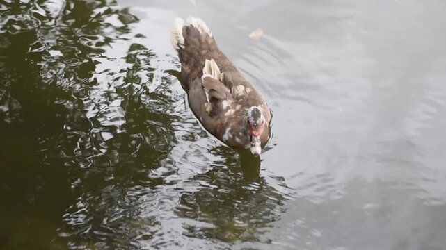 Brown duck dabbling in shallow water at pond edge, head lowered toward surface, feeding posture implied