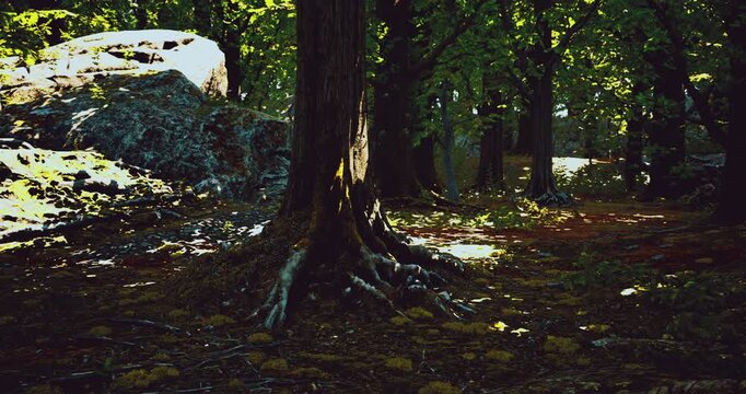 Sunlight filters through lush green leaves, casting dappled shadows on the forest floor. Ancient trees stand tall, their roots intertwined with the earth, creating a serene and peaceful atmosphere.