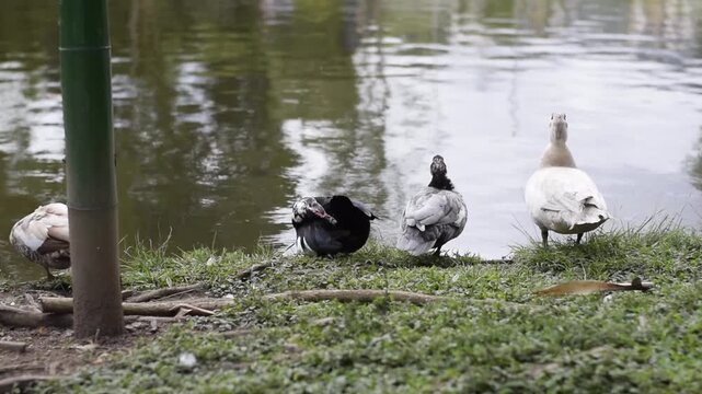 Group of three ducks on a grassy bank beside a pond, social scene of a small group by the lake. Other ducks pass by and become alert and defensive.