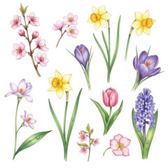 Beautiful spring flowers collection delicate blossoms daffodils tulips hyacinths and crocuses isolated on transparent background