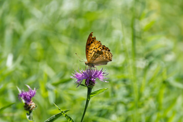 Silver-washed Fritillary butterfly (Argynnis paphia) sitting on pink flower in Zurich, Switzerland