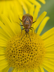 Mirid Bug on a fleabane flozer - Deraeocoris rube