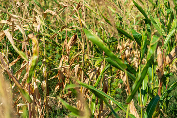 Corn field. Cereals for bakery in autumn
