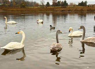 Peaceful scene of white swans, grey cygnets and ducks floating on a calm lake in autumn. Tranquil nature moment with reflections and soft light.