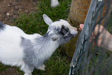 A man's hand feeds a goat through a metal fence. A pygmy goat at the zoo. Family fun.