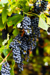 Ripe grapes on the vine. Purple grapes hanging on the vine in a vineyard
