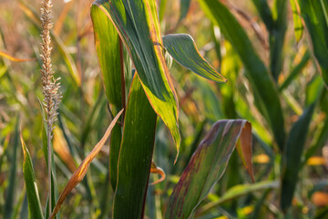 Corn field. Cereals for flour production
