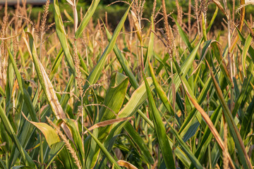 Corn field. Cereals for flour production