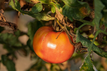 Ripe tomato hanging from the vine in a greenhouse