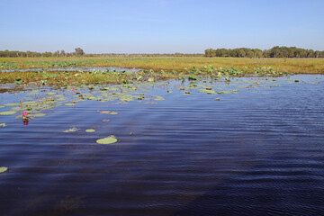 yellow water river - kakadu national park - australia © frdric