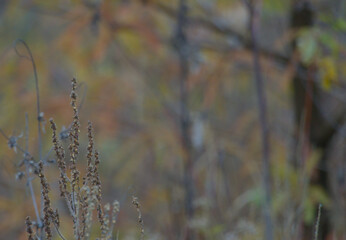 Dried plant stems against soft autumn background