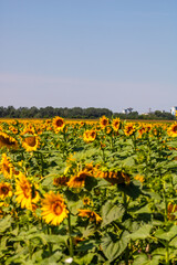 Sunflower field. Agriculture, sunflower seeds growing concept